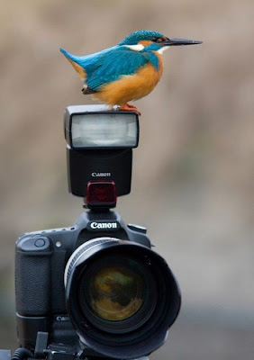 Animal With Camera Seen On www.coolpicturegallery.us