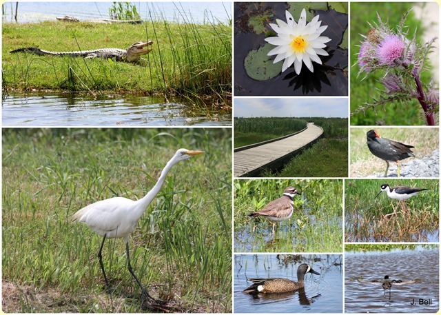 72 On the way to Tamarac NWR, MN 2013