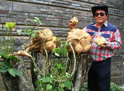 Heaviest jicama (yam bean)