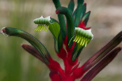 Mangles' Kangaroo Paw (Anizoganthos manglesii)