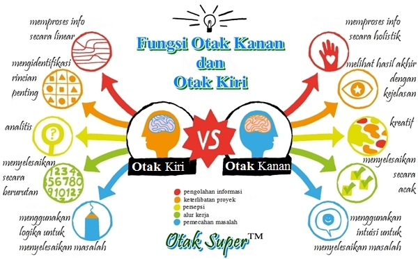 Otak Kanan dan Otak Kiri: Apa Fungsi Sebenarnya?