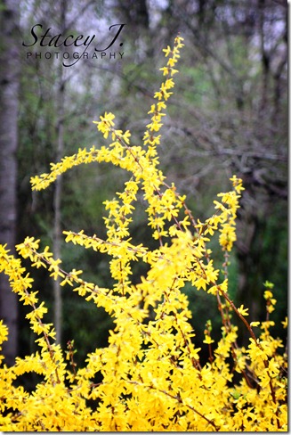 Forsythias 003