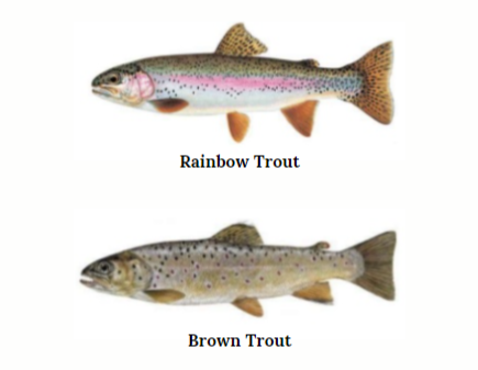 Rainbow Trout and Brown Trout