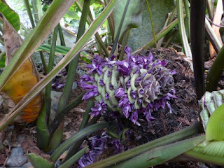 Calathée zébrée - Calathea zebrina - Maranta zebrina