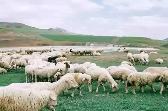 देव-माझा-मेंढपाळ-आहे.,the_lord_is_my_shepherd.
