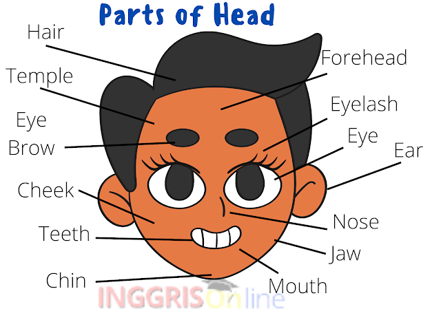 Nama Bagian Kepala Di Dalam Bahasa Inggris (Parts of Head)