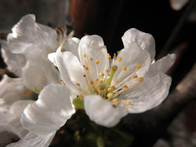 flor cerezo