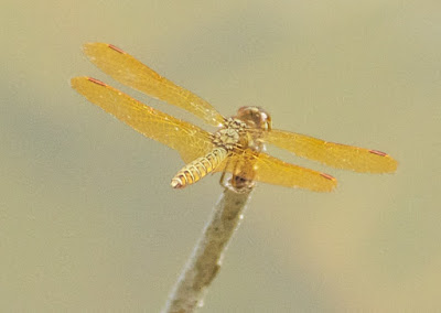 Perithemis mooma