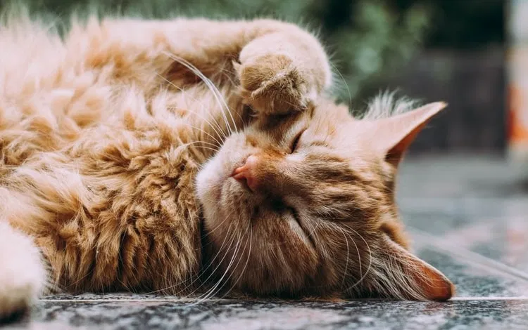 Cute Cats