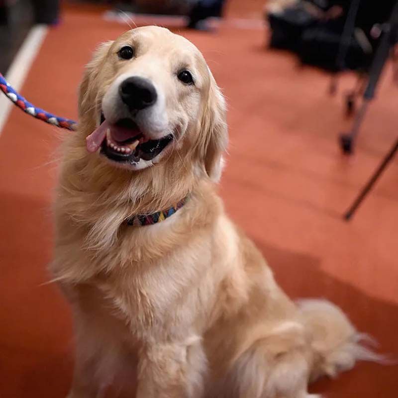 10 Interesting Facts About the Golden Retriever