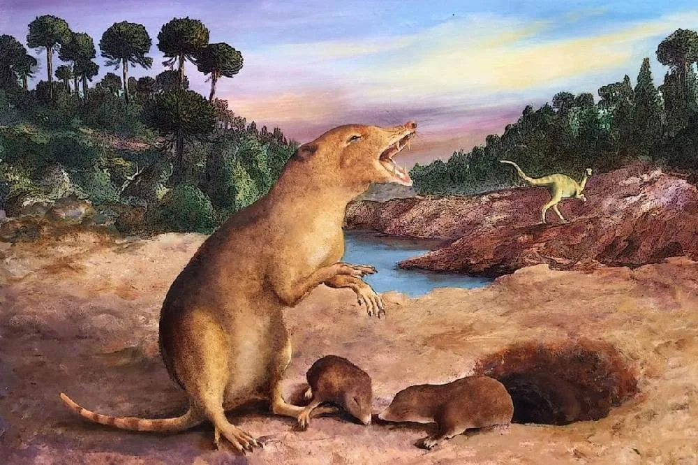 El mamífero más antiguo, Brasilodon quadrangularis, vivió hace 225 millones de años