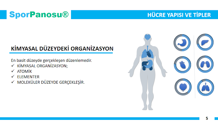 Spor Anatomisine Giriş
