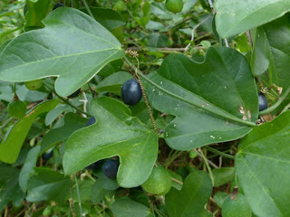 Passiflora suberosa - Passiflore subéreuse