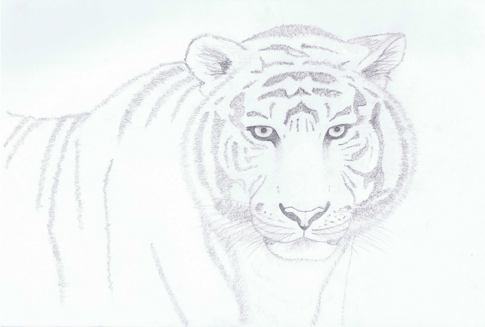 tiger sketches pencil side pictures - Nni N 1080 « Photo, Picture ...