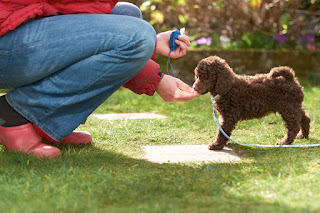 Reward-based training research - a top post from Companion Animal Psycholoby