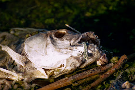 http://advocate.gaalliance.org/slow-fish-preventing-waste-via-packaging/