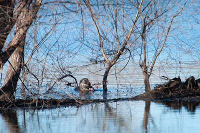 River Otter, Village Creek Drying Beds