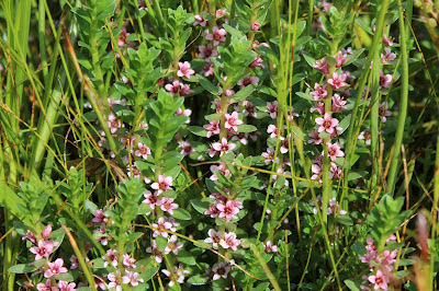 Melkkruid - Molkkrûd- Glaux maritima