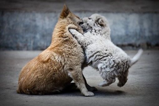 animals_94_31