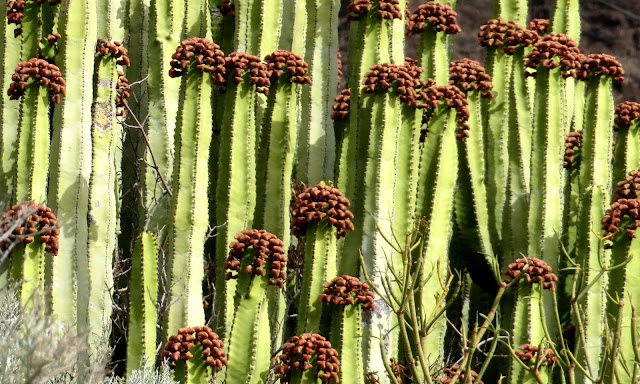 Euphorbia canariensis 01