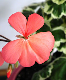 Pelargonium Frank Headley flower (with variegated sepals)