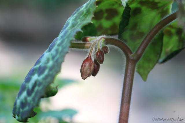 podophyllum spotty dotty