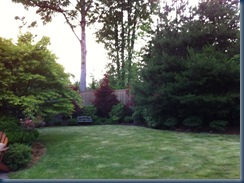 backyard