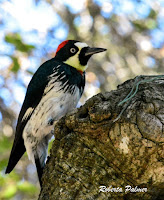 Acorn Woodpecker – Sonoma, CA – photo by Roberta Palmer