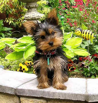 yorkshire terrier puppy