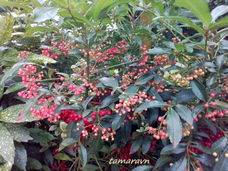 Ардизия городчатая (Ardisia crenata)