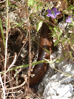 Corfu snake