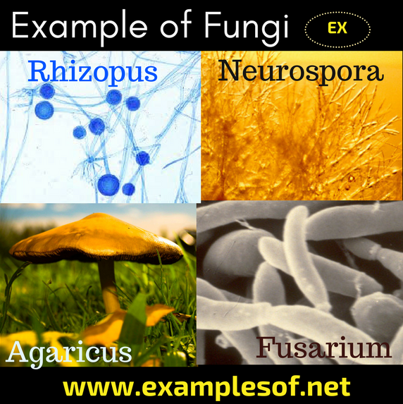 Examples Of Fungi Phycomycetes Ascomycetes Basidiomycetes And Deuteromycetes