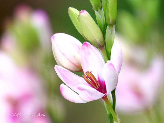 Hesperantha cucullata