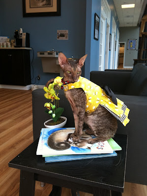 Kely the Cornish Rex cat posing on books at Just Cats Clinic