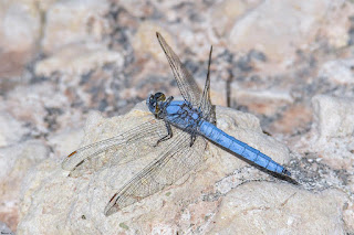 libelula-centinela-azul-orthetrum-brunneum-macho-