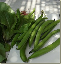 harvest april 19_1_1