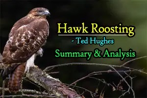 ‘Hawk Roosting’, poem by Ted Hughes: Summary and Analysis