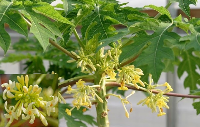 Papaya flowers can prevent cancer and other health problem