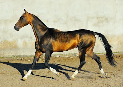 Akhal-Teke_cavallo-dorato_associazione_mammagatta