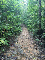 Sinharaja Rain Forest | Deniyaya, Sri Lanka