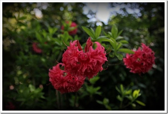 IMG_6977