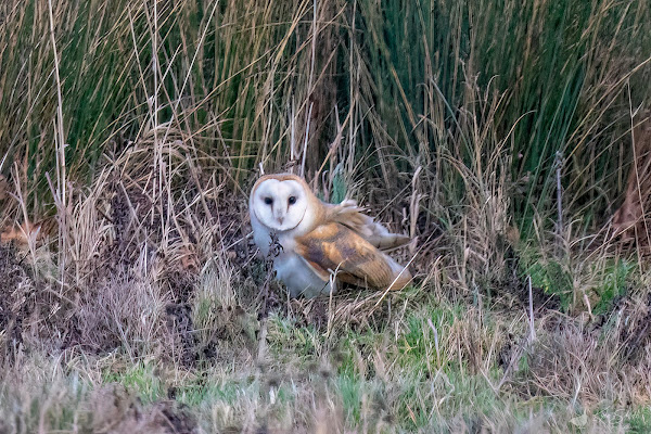 Barn owl