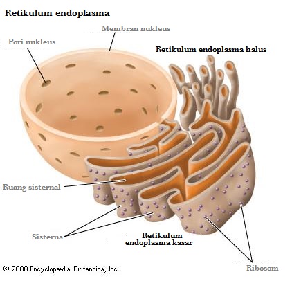 Organel Sel  Retikulum  Endoplasma  Mitokondria Badan Golgi 