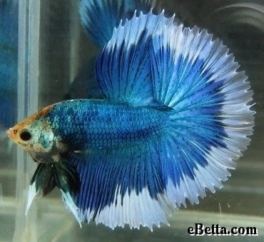 Betta Fish