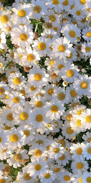 Daisies