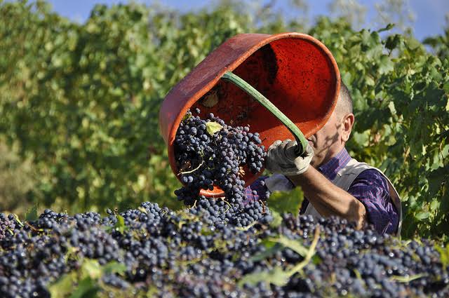 Lunedì 10 agosto al via la vendemmia in Italia