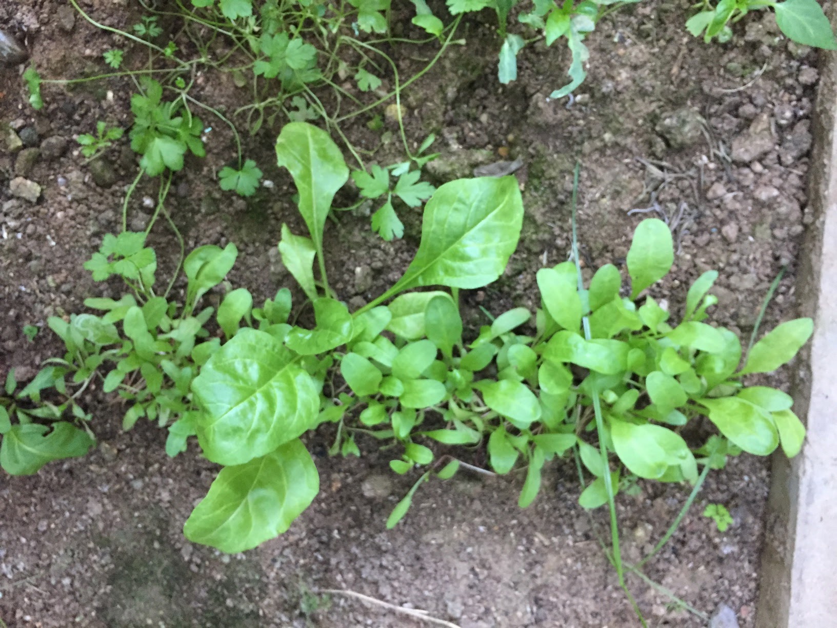 Once the seedlings appear you will need to thin them out because each chard seed actually contains a little clump of several seeds which may all sprout.