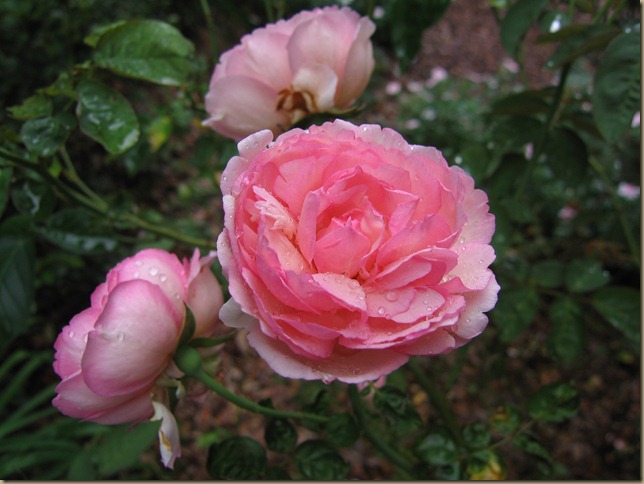 IMG_2433 IMG_2433
