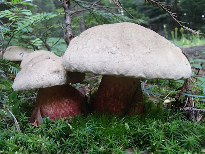 borowik grubotrzonowy Boletus calopus