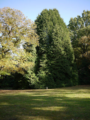 Le thuyopsis de l'arboretum du Grand Fougeray